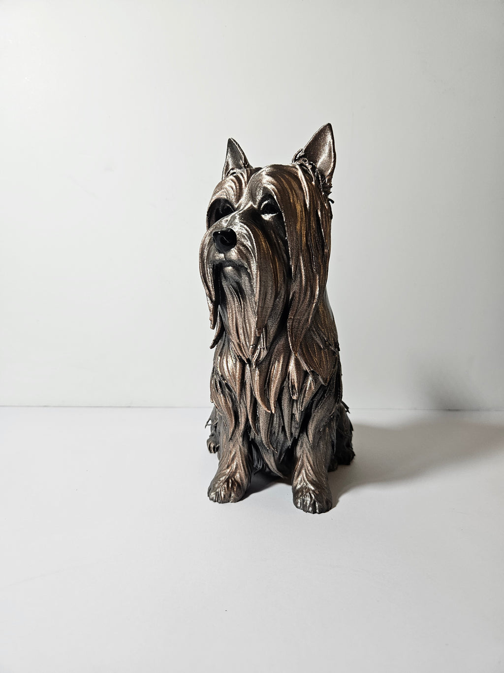 Australian Silky Terrier 22cm height