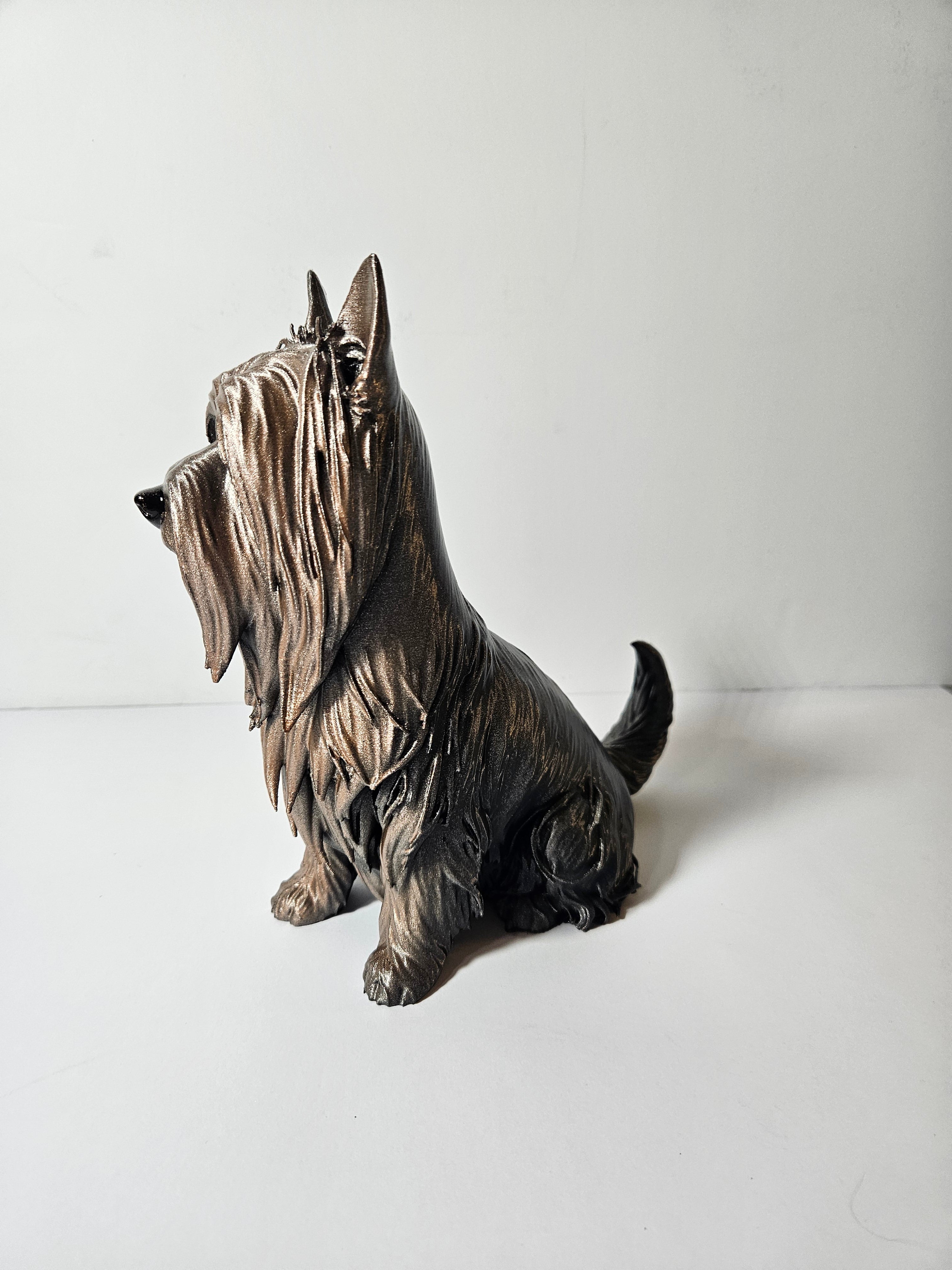 Australian Silky Terrier 22cm height