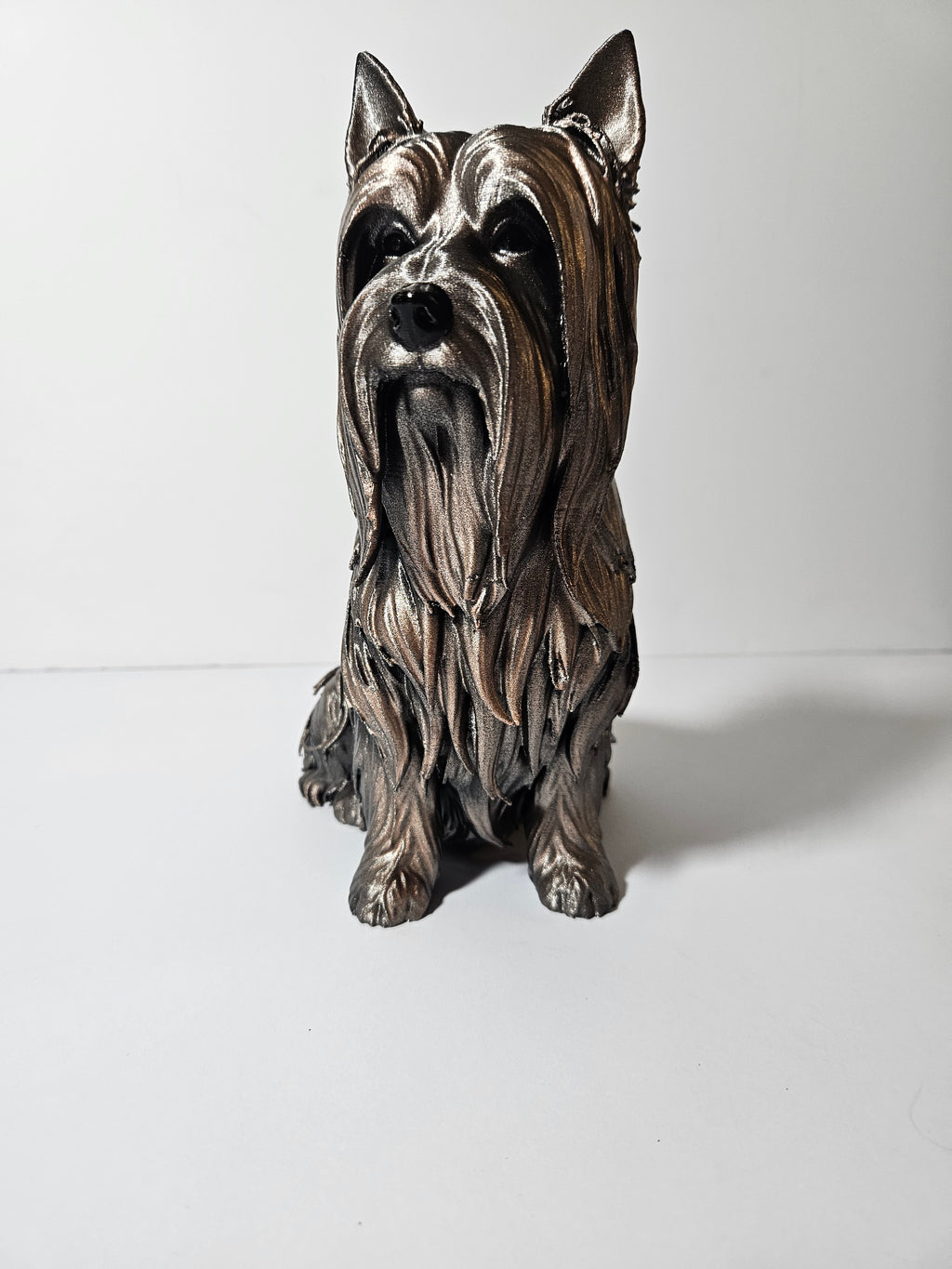 Australian Silky Terrier 22cm height