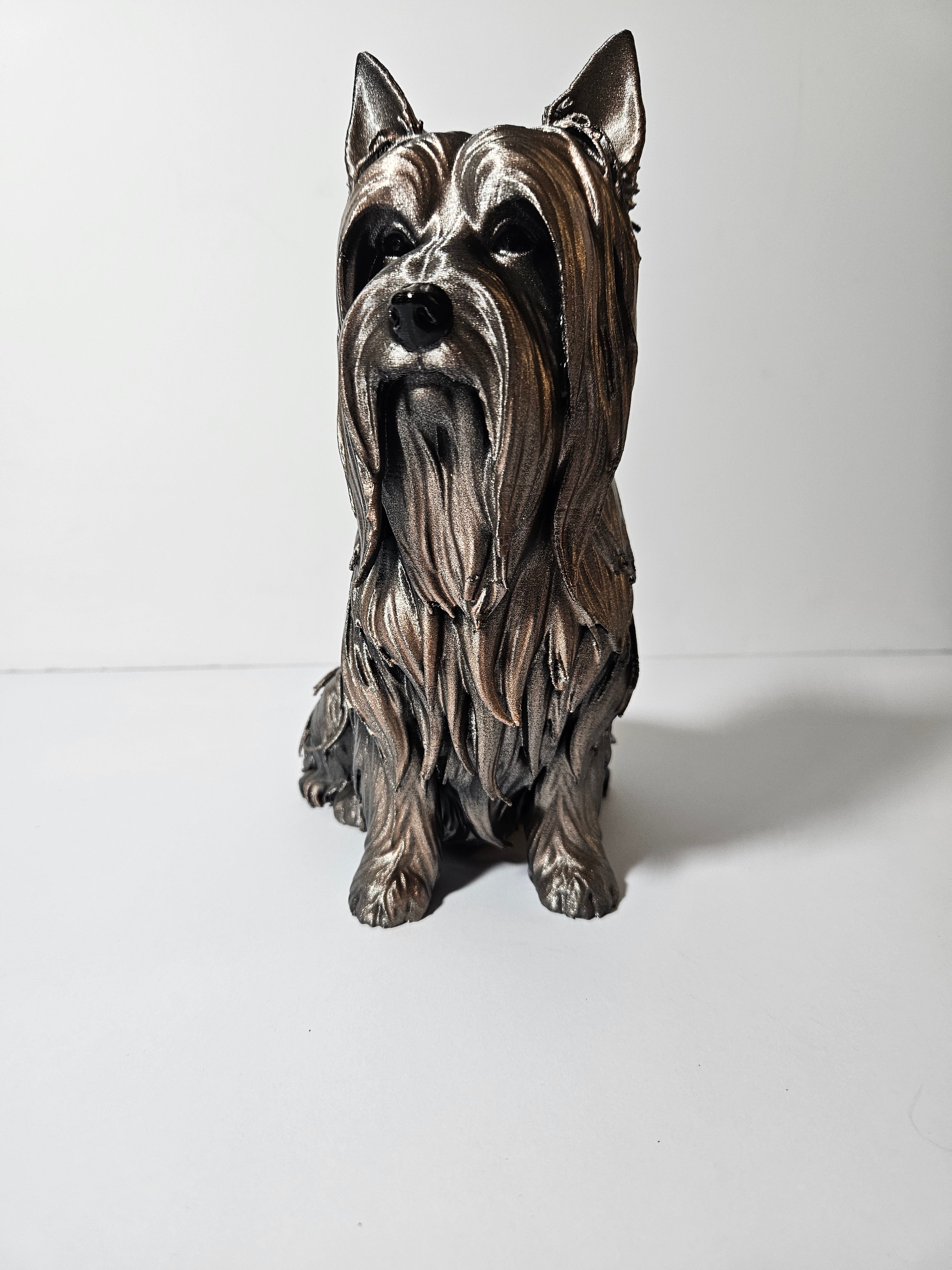 Australian Silky Terrier 22cm height