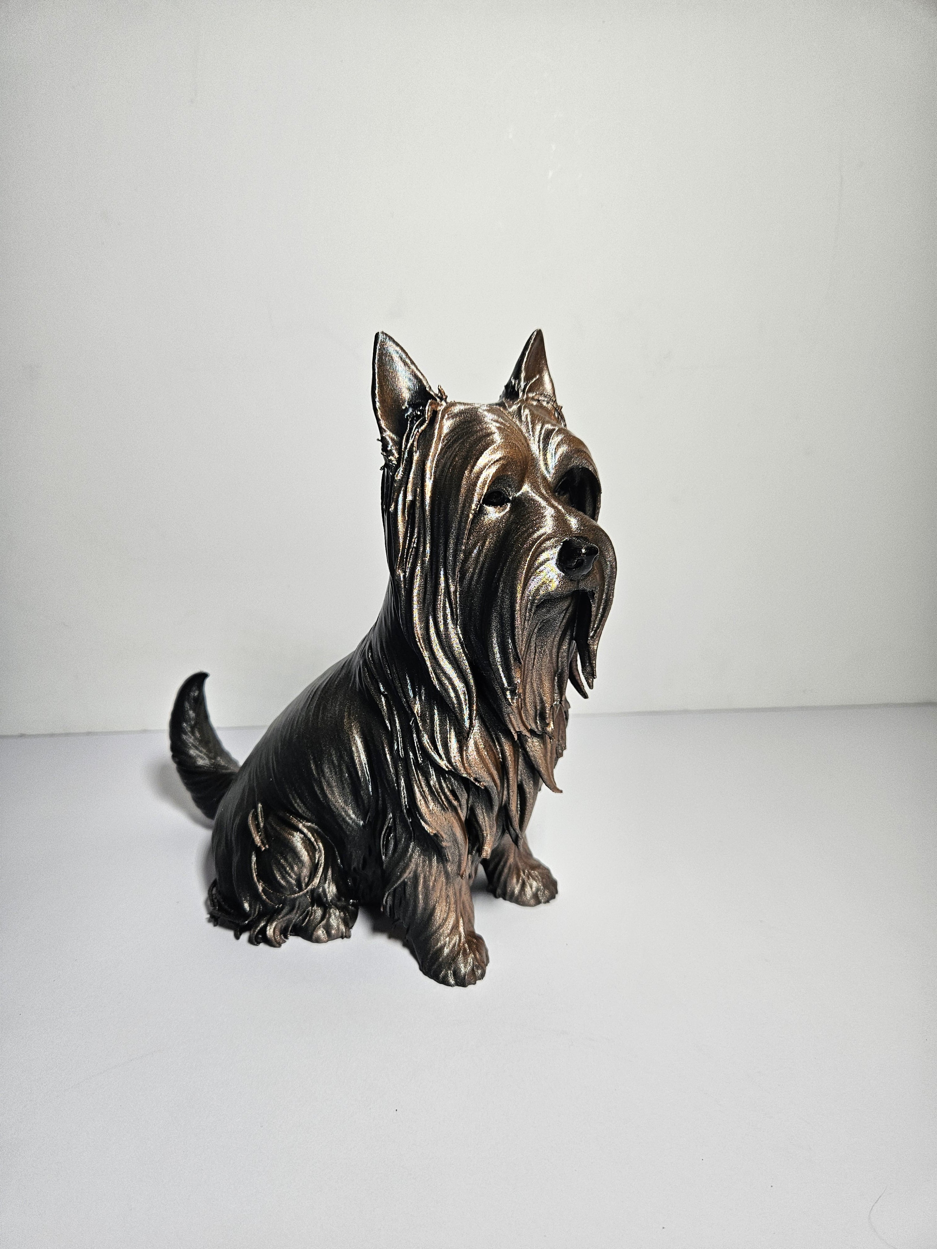Australian Silky Terrier 22cm height