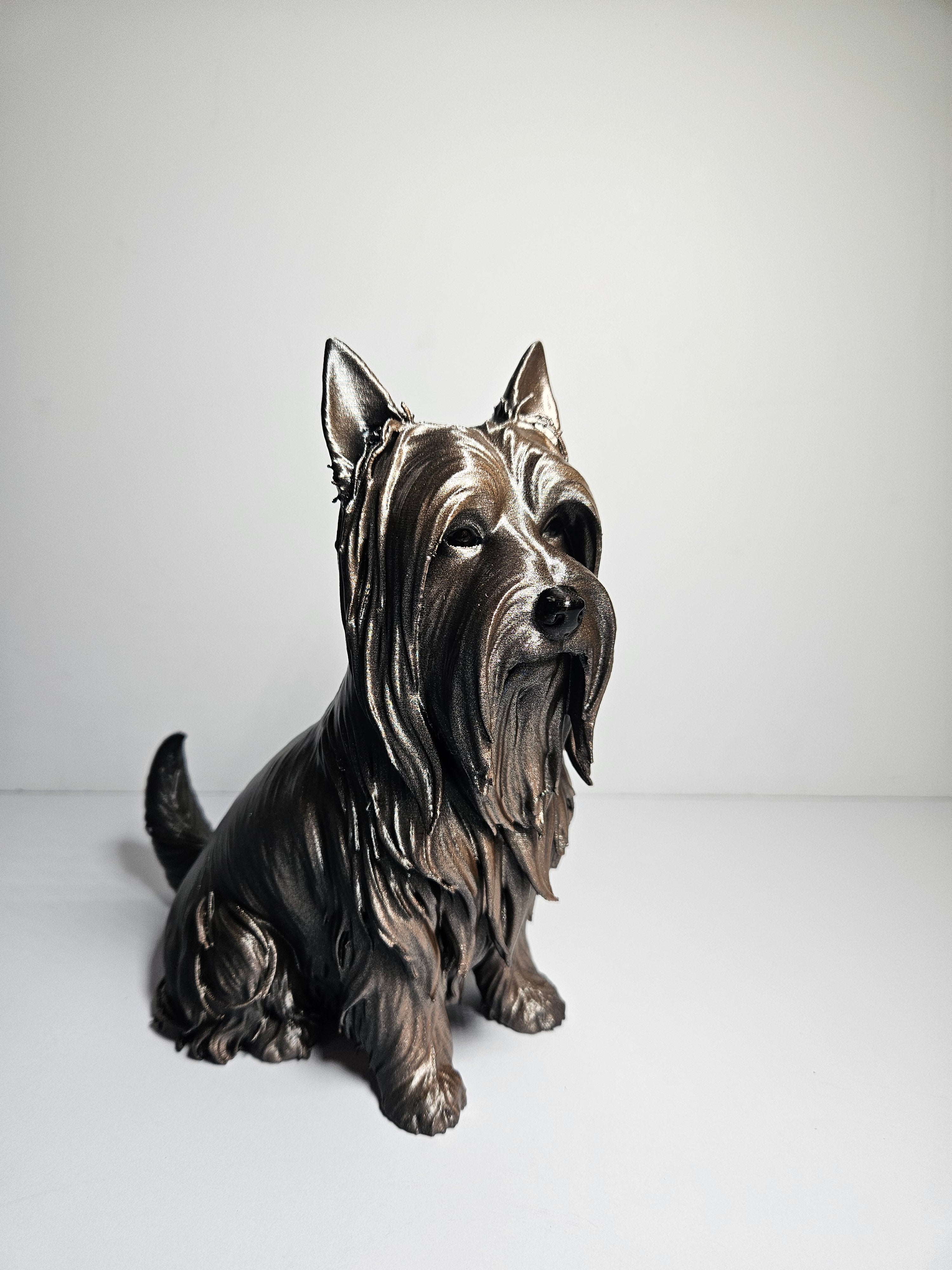 Australian Silky Terrier 22cm height