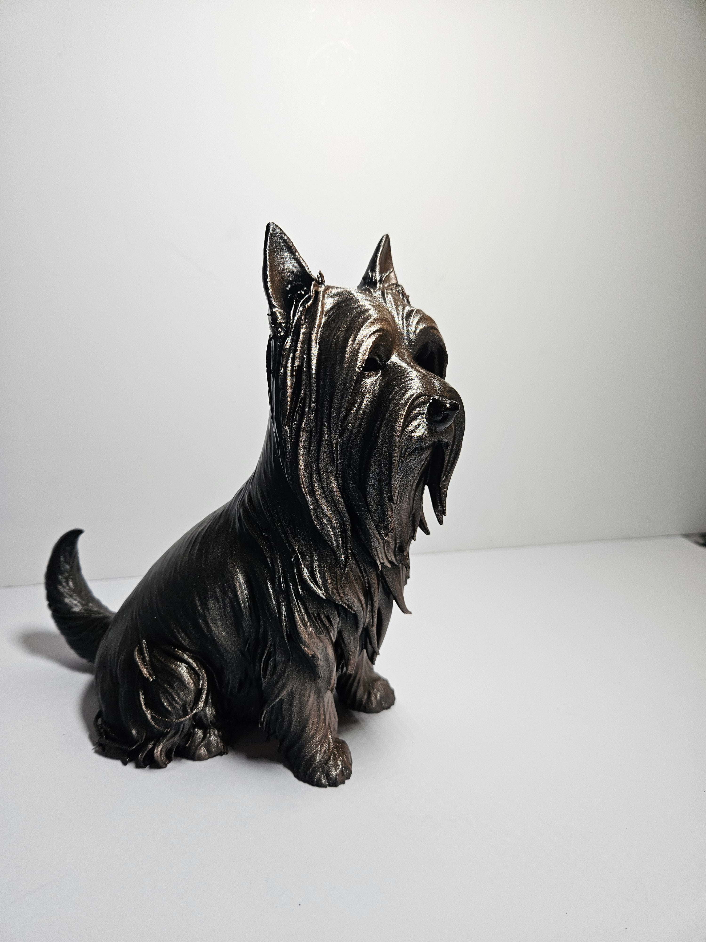 Australian Silky Terrier 22cm height