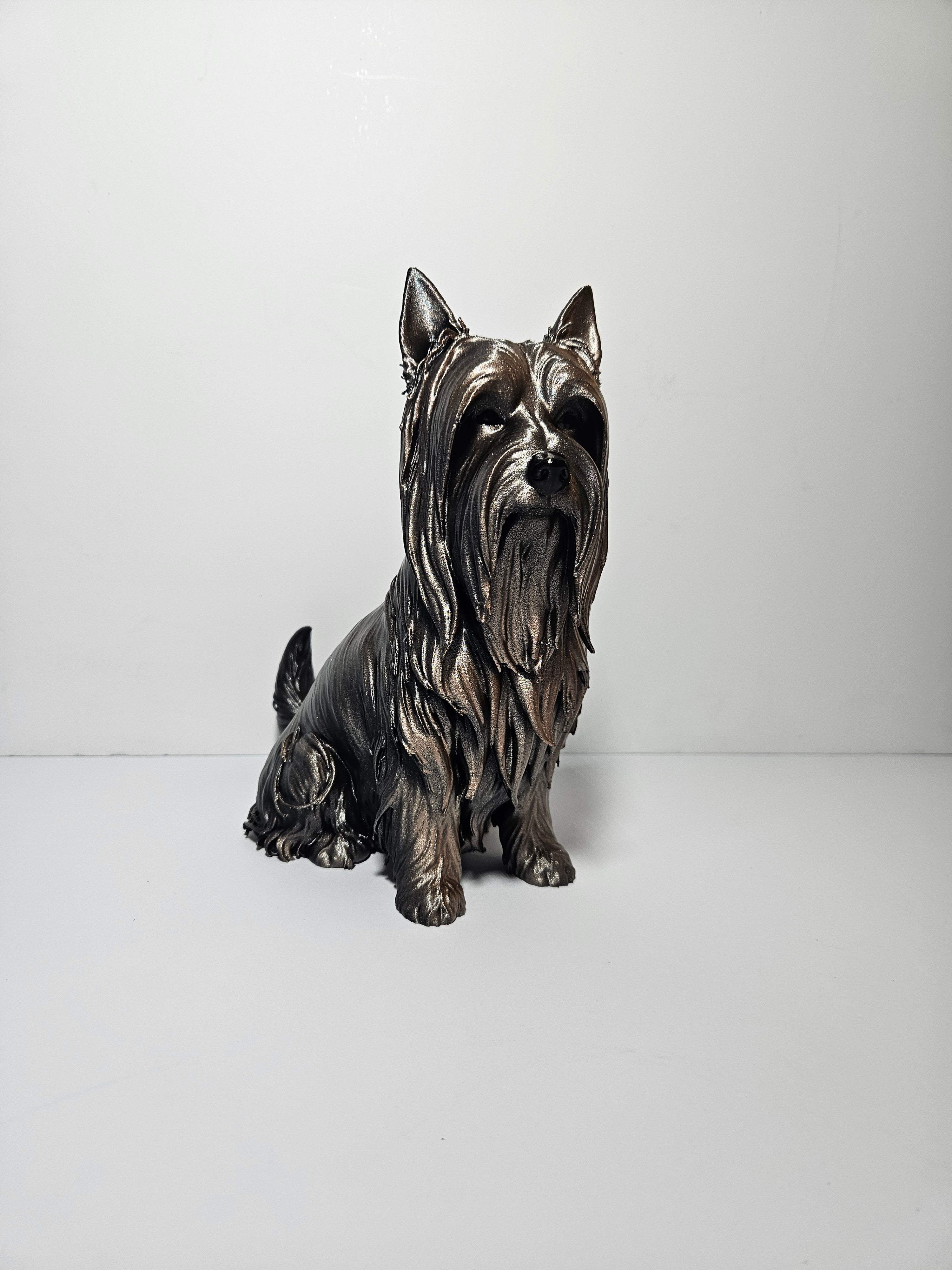 Australian Silky Terrier 22cm height