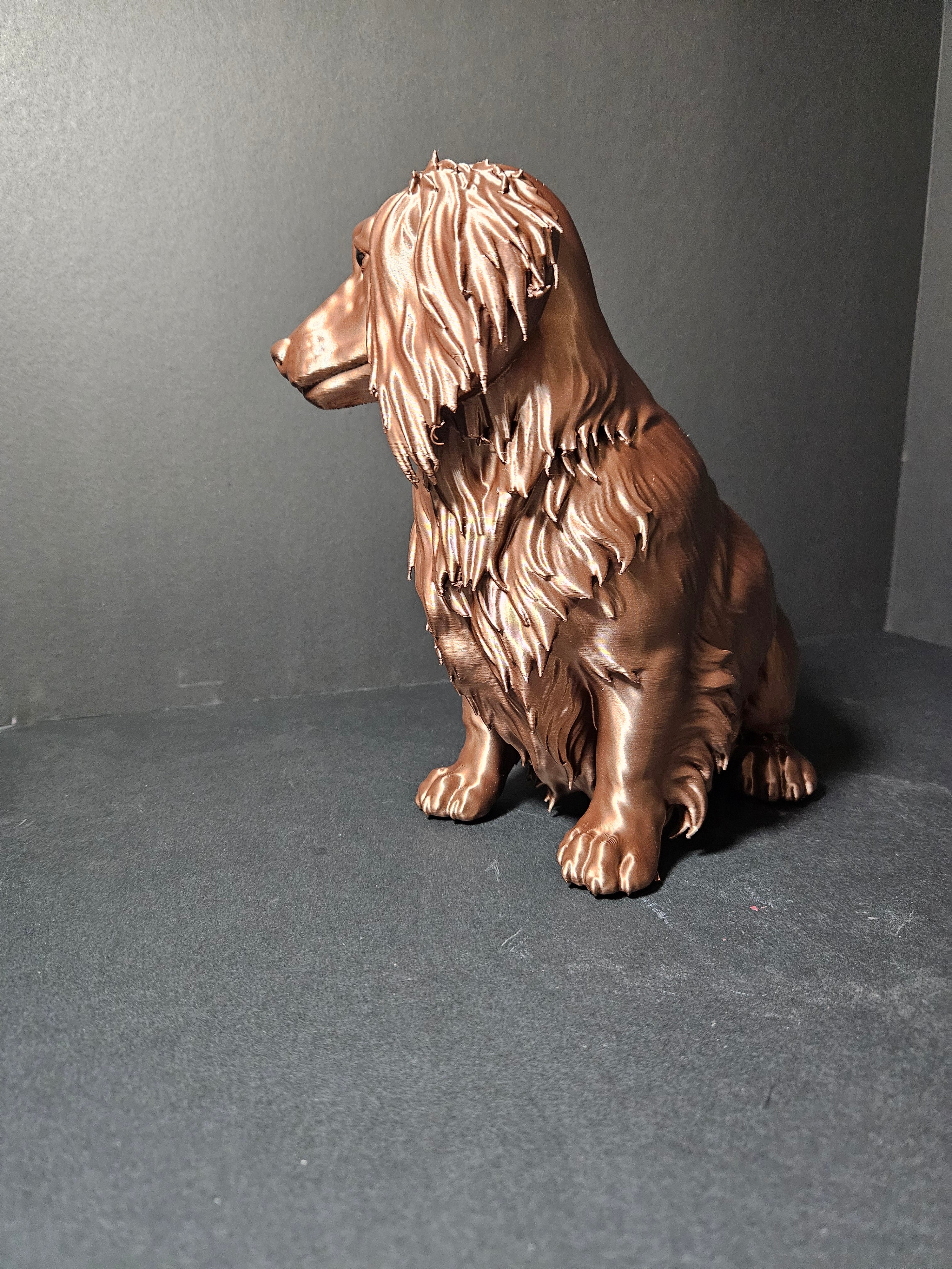 Long haired Dashound 30cm length
