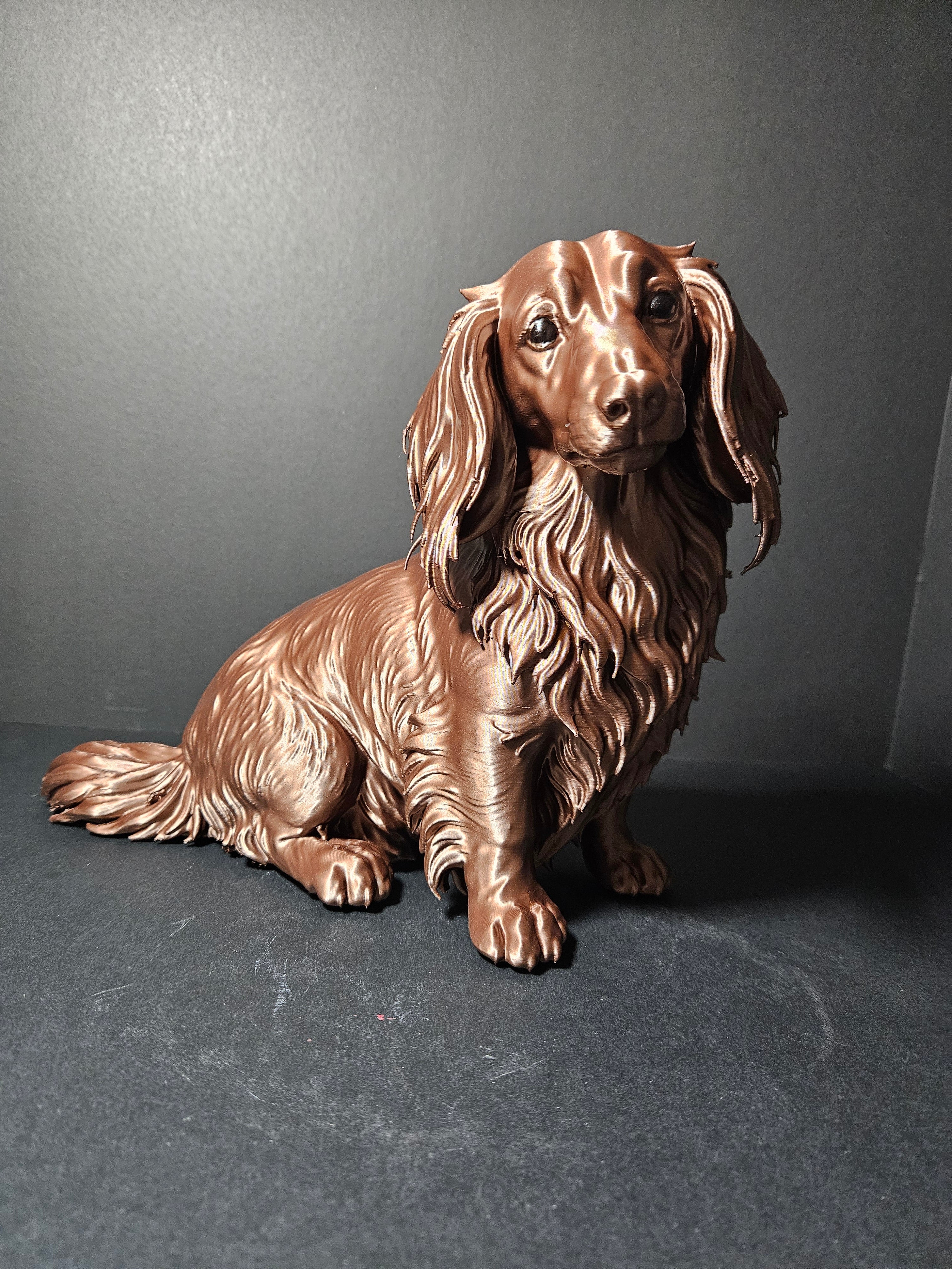 Long haired Dashound 30cm length