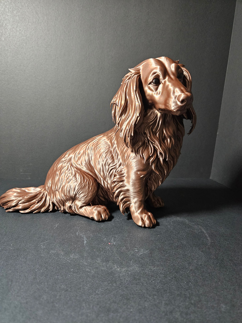 Long haired Dashound 30cm length