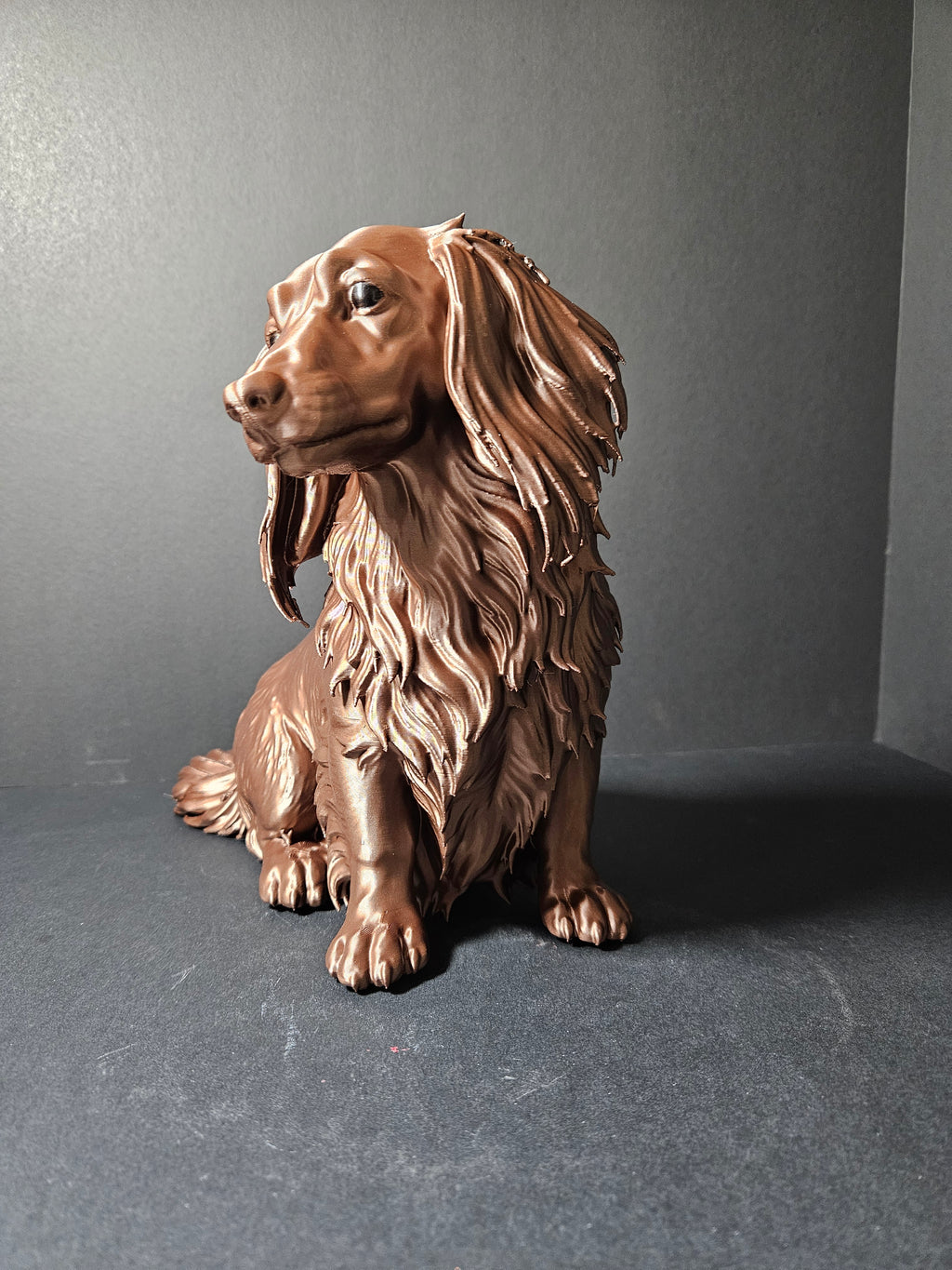 Long haired Dashound 30cm length
