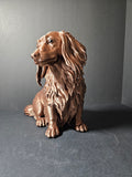 Long haired Dashound 30cm length